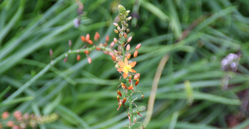 Orange Stalked Bulbine | City of Irvine